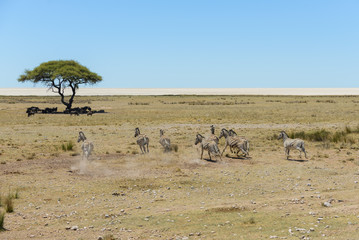 Wild zebras herd running in the African savanna
