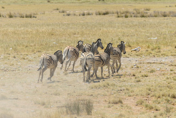 Fototapeta na wymiar Wild zebras herd running in the African savanna