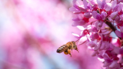 Bee on small pink flowers Paulownia close-up