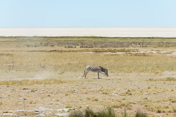 Wild zebras walking in the African savanna