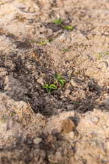 Young strawberry seedling in the sandy soil