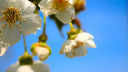 Blue sky, Black currant flower in the garden
