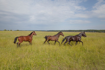 A group of horses running through a spring meadow