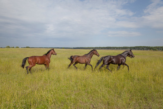 A group of horses running through a spring meadow © Oleh