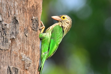 Lineated barbet with nature