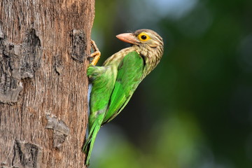 Lineated barbet with nature