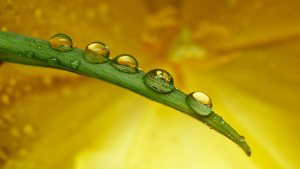 Water drops on the leaf of the plant with a colorful blurry background create a magical world