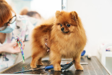 Image of female pet hairdresser grooming pomeranian spitz in dog salon