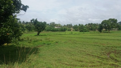 rice field in the morning