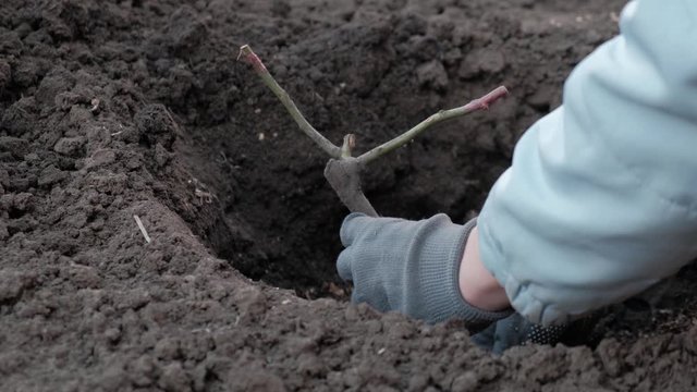 Planting a young bush in the ground in early autumn. Dig a hole with a shovel for planting seedlings.