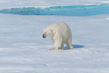 Obraz na płótnie Canvas Wild polar bear (Ursus maritimus) going on the pack ice north of Spitsbergen Island, Svalbard