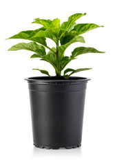 small plant in pot
