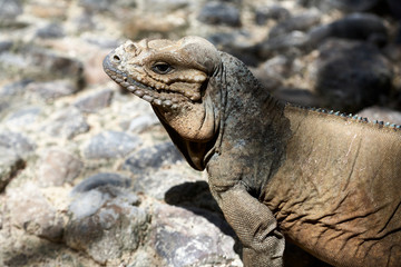 Iguana living in a zoo near Punta Cana in the Dominican Republic