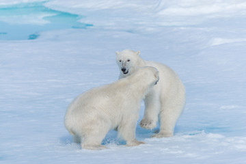 Plakat Two young wild polar bear cubs playing on pack ice in Arctic sea, north of Svalbard