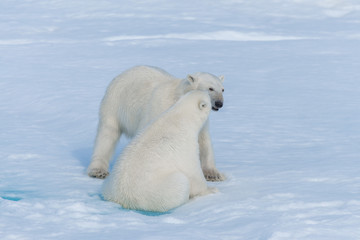 Fototapeta na wymiar Two young wild polar bear cubs playing on pack ice in Arctic sea, north of Svalbard