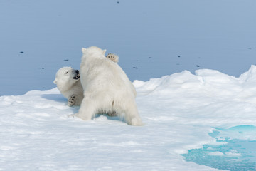 Fototapeta na wymiar Two young wild polar bear cubs playing on pack ice in Arctic sea, north of Svalbard