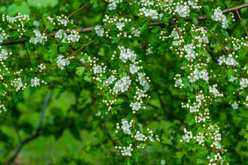 ein grüner Strauch mit kleinen weißen Blüten