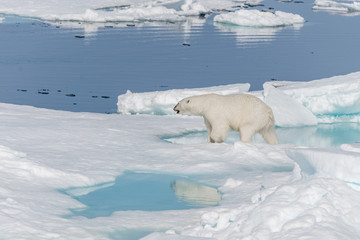 Obraz na płótnie Canvas Wild polar bear (Ursus maritimus) going on the pack ice north of Spitsbergen Island, Svalbard