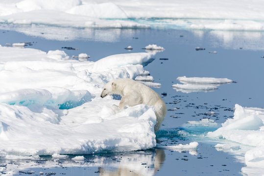 Wild polar bear jumping across ice floes north of Svalbard Arctic Norway