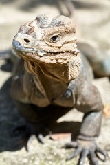 Iguana living in a zoo near Punta Cana in the Dominican Republic