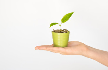 Fototapeta na wymiar Money tree. Business growth, development, investing concept. Side view of hand holding young green tree sprout growing up from pot with euro coins at white background. Copy space.