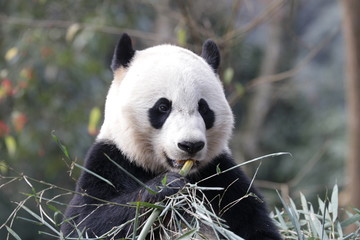 American Born Female Panda, Bei Bei, Eating Bamboo Leaves