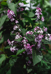 Fototapeta premium Blooming branch of lilac. Fragrant flowering lilac Bush in spring.