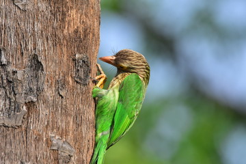 Lineated barbet with nature