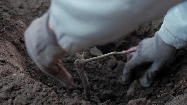 Planting a young bush in the ground in early autumn. Dig a hole with a shovel for planting seedlings.