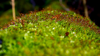 Mossy trees in a wild and wet forest covered with dew drops and glistening in the sun's rays