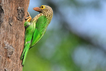 Lineated barbet with nature