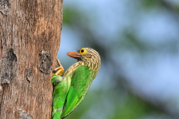 Lineated barbet with nature