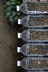 Seeds in plastic recycle bottle pots with black soil for seeding vegetable. Work at home concept.