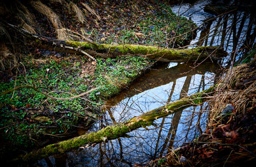 Mossy trees in a wild and wet forest fallen in the riverbed trough