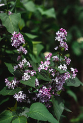Blooming branch of lilac. Fragrant flowering lilac Bush in spring.