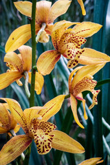 Cymbidium Orchid Flowers