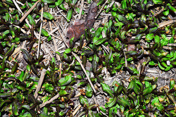 Young spring grass on the ground photo