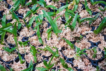 Orchid Flower Seeds