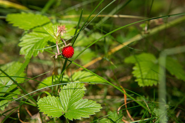Wild strawberry in the forest