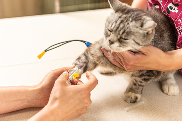 Small, gray cat in veterinary clinic. The vet doctor placing the needle IV catheter directly into the vein. on the table - 346474736