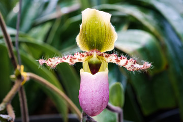 Venus slipper Orchid Flowers