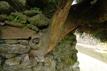 石垣の間から力強く生える木の根