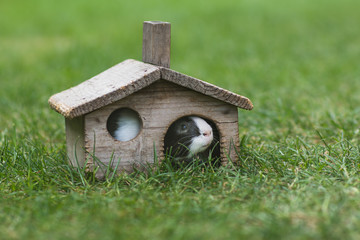 guinea pig is in little wooden house on green grass