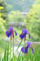 花しょうぶと古い石橋