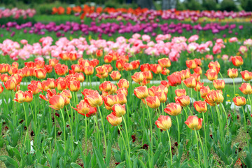 Field with colorful tulips. Floral backfground and tulips pattern