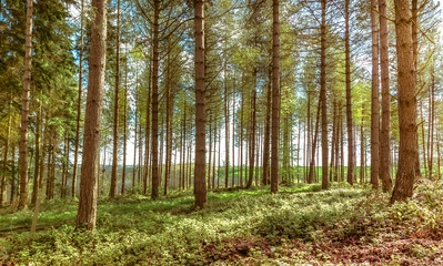trees in a green forest during summer on a sunny day 