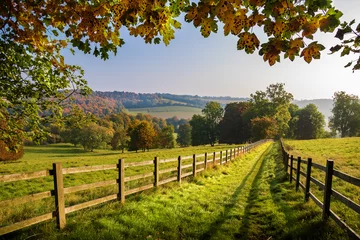 Foto op Plexiglas herfstvoetpad op het Engelse platteland met kleurrijke bladeren en bossen op een heldere zonnige dag © isabelle
