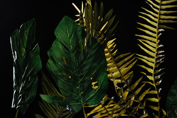 Monstera and fern green leaves isolated on black