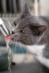 pretty gray cat drinking water in bathroom - 346476576