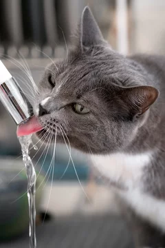 pretty gray cat drinking water in bathroom Stock Photo | Adobe Stock